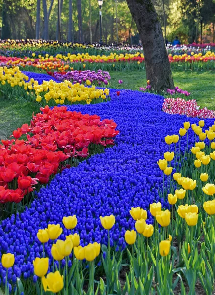 Sängar Blommande Blommor Parken Istanbul Turkiet — Stockfoto
