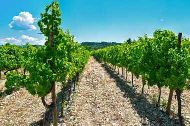 Üzüm ağaçlarının sıraları uzak mesafelere uzanıyor. Provence, Fransa