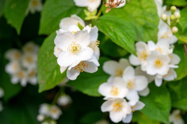 Ağaç dalında güzel beyaz çiçekler