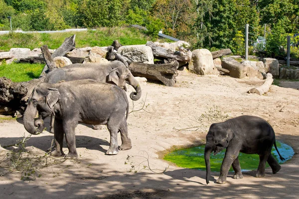 Drei Elefanten Prager Zoo Prag Tschechische Republik — Stockfoto