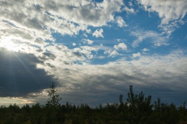 Mavi gökyüzü genç ağaçların üzerinde
