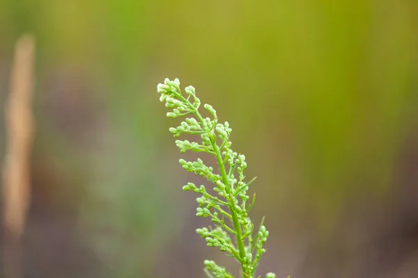 Green young blade of grass — Stock Photo, Image