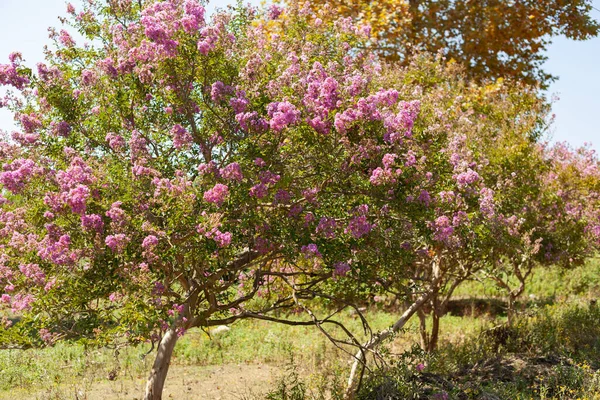 Pembe çiçekli ağaç