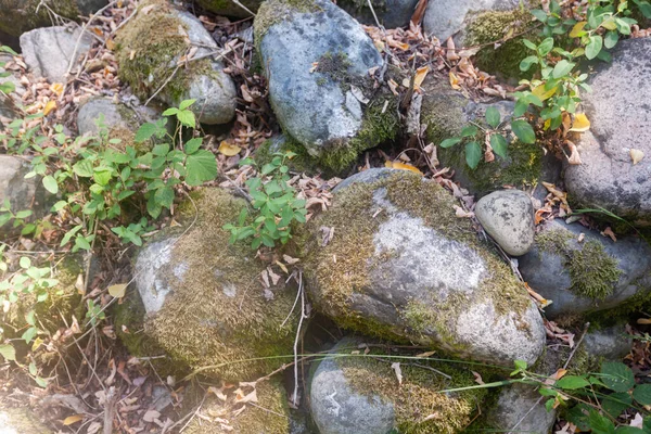 苔で覆われた古い小石 — ストック写真