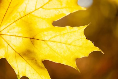Parlak sonbahar akçaağaç sarı yaprağı