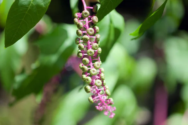 Flor de fitolacca o arborea turca —  Fotos de Stock