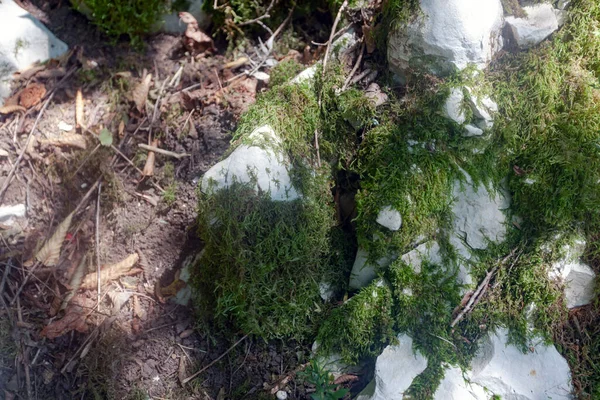 植物で覆われた大きな白い石 — ストック写真