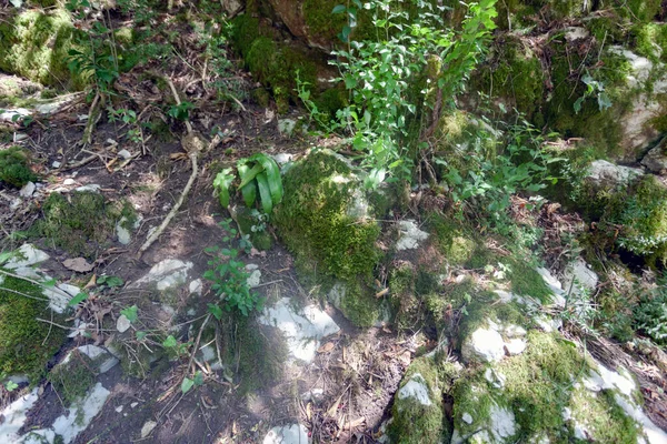 Grandes pedras brancas cobertas de plantas — Fotografia de Stock