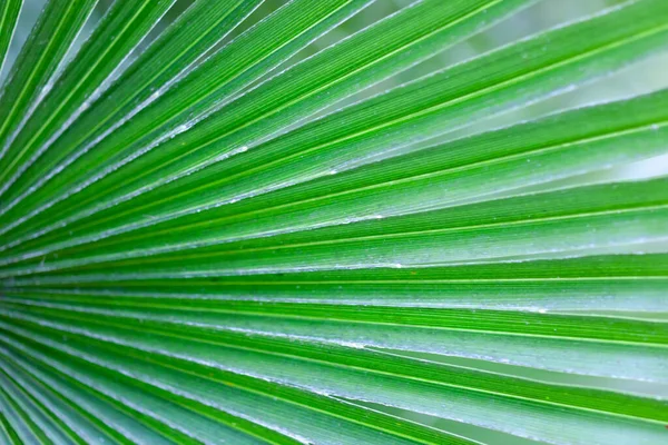 Zielona Palma dor — Zdjęcie stockowe