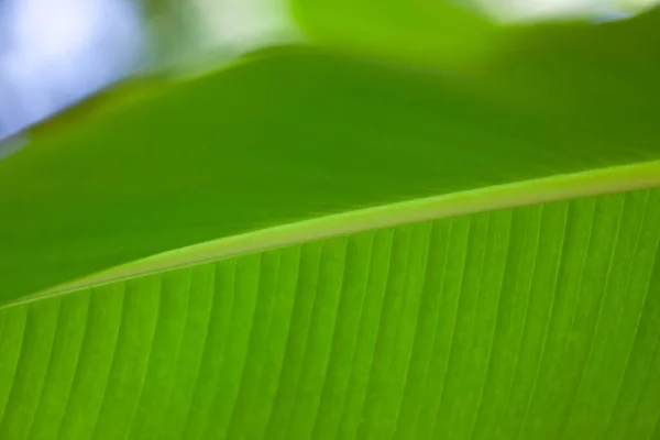Duży zielony liść tropikalnej rośliny — Zdjęcie stockowe