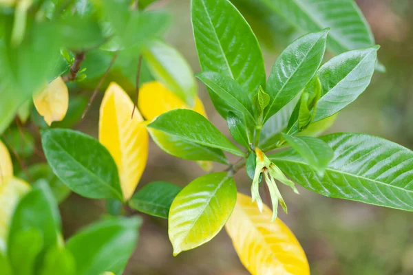Green and yellow leaves of the plant — Stock Photo, Image
