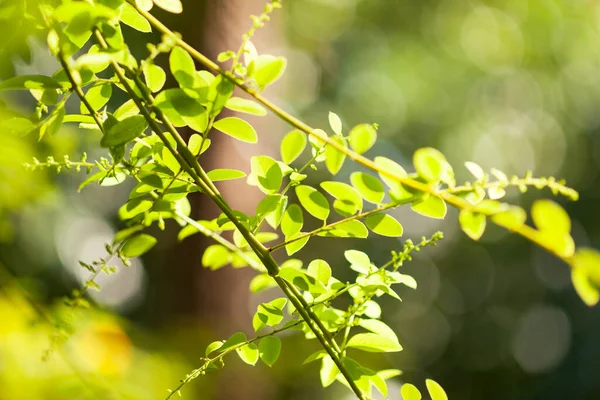 Yaprakları olan genç bir bitkinin dalı