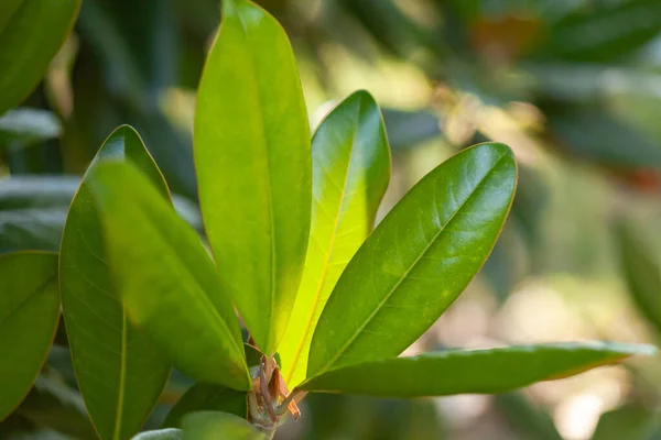 Mladé zelené listy rostliny — Stock fotografie