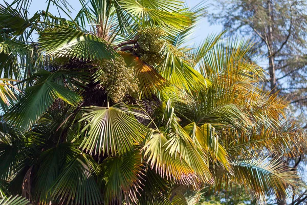 Large green palm with leaves — Stock Photo, Image