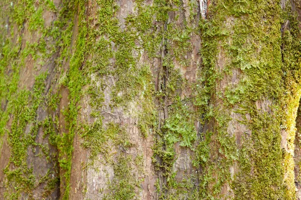 Die Oberfläche des Baumes ist mit Moos bedeckt — Stockfoto