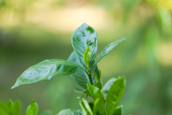 Green leaves of the plant — Stock Photo, Image