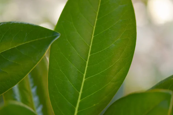 Hojas verdes de primer plano —  Fotos de Stock