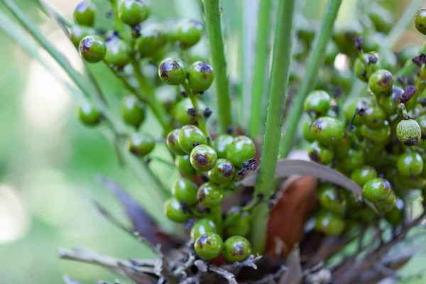 Zelené bobule na palmě — Stock fotografie