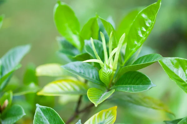 Zelené listy rostliny — Stock fotografie