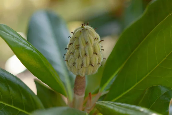 Magnolia fruit against the background of green leaves — Stock Photo, Image