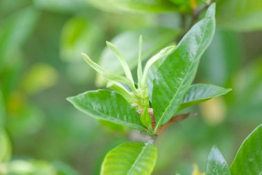bitkinin yeşil yaprakları