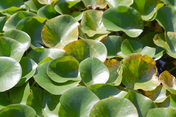 Folhas de lótus verde — Fotografia de Stock