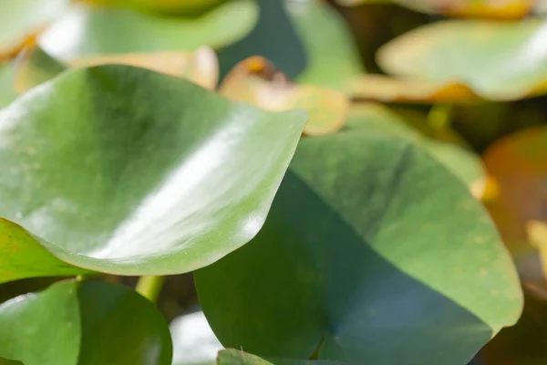 Listy zeleného lotosu — Stock fotografie