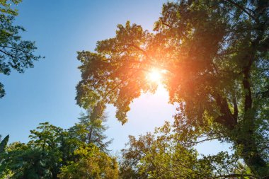 Güneşe karşı büyük yeşil bir ağaç