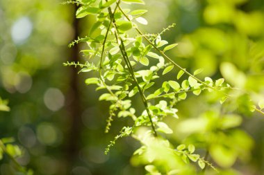 Yaprakları olan genç bir bitkinin dalı
