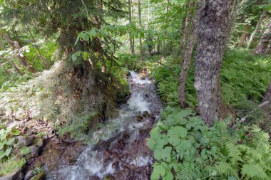 Ormanda küçük bir dağ deresi