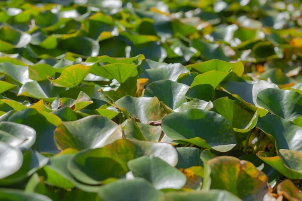 Folhas de lótus verde — Fotografia de Stock