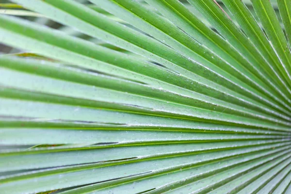 Zielona Palma dor — Zdjęcie stockowe