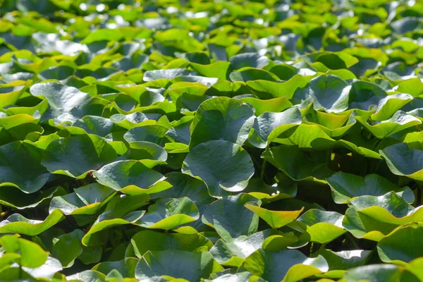 Água com folhas de lótus verde — Fotografia de Stock