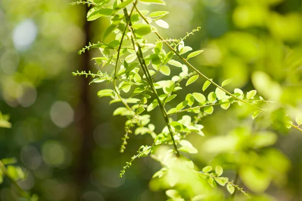 Gałąź młodej rośliny z liśćmi — Zdjęcie stockowe
