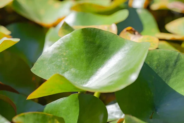 Green lotus leaves — Stock Photo, Image