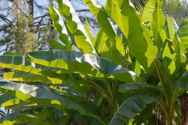 Grandes folhas de uma planta tropical — Fotografia de Stock