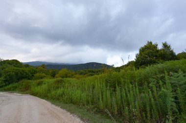 Uzun yeşil çimenler boyunca toprak yol