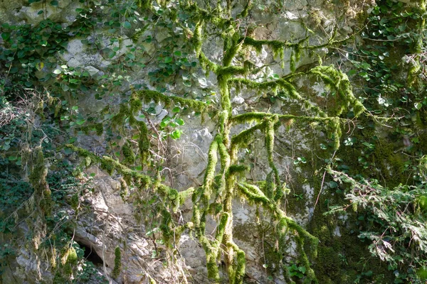 Green plants grow along a stone wall — ストック写真