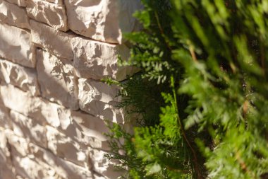 beyaz taş ve ardıç