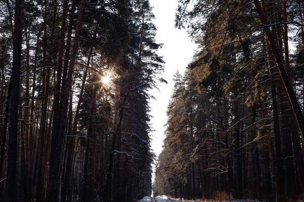 tall pine trees in the woods, copy space