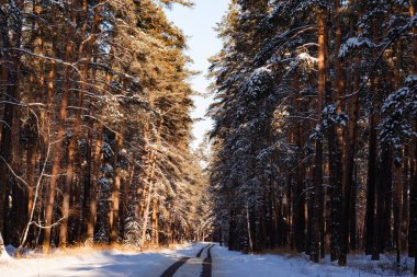 Çam ormanlarından geçen kış yolu, kopyalama alanı