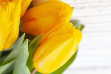 Beyaz ahşap arka planda birkaç sarı lale tomurcuğu var.
