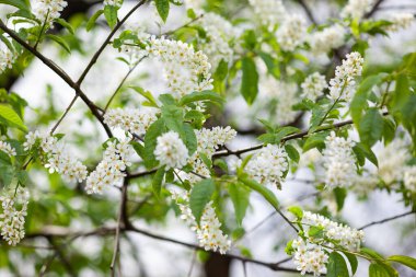 Çiçek açan kuş kirazının dalları, arka plan veya doku olarak kullanılır