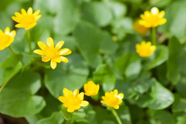 Φυτά πράσινης σόγιας με κίτρινα άνθη, χρησιμοποιούνται ως φόντο ή υφή — Φωτογραφία Αρχείου
