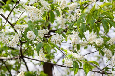 Arkaplan ya da doku olarak kullanılan çiçek saplı bir sürü dal