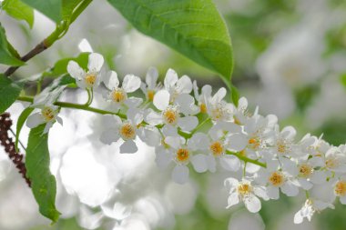 Çiçekli kuş kirazı yakın plan, arka plan veya doku olarak kullanılır