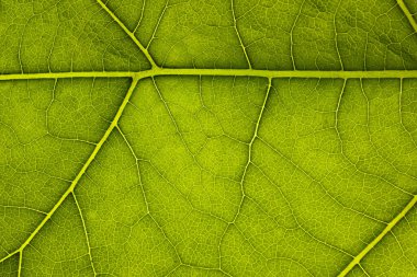 Yeşil yaprak dokusu. Makro fotoğraf, arkaplan veya doku olarak kullan