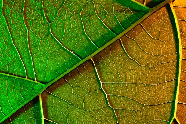 Зеленый лист текстуры. Макрофото, использовать в качестве фона или текстуры — стоковое фото