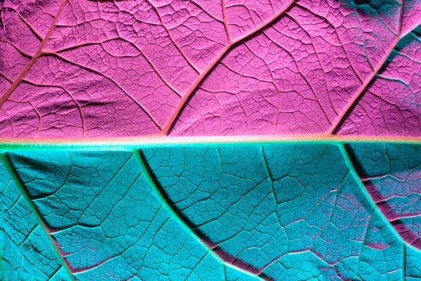 Листья растений крупным планом с синей подсветкой. Использовать в качестве текстуры или фона — стоковое фото