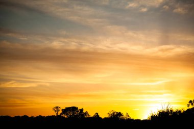 günbatımı ağaçların üzerinde, ağaç siluetleri, arkaplan ya da doku olarak kullanılır